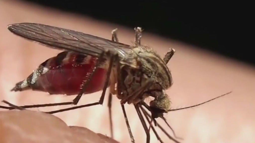 Miami-Dade begins annual campaign attempting to keep mosquitoes in check — CBS Miami, Jupiter Community news