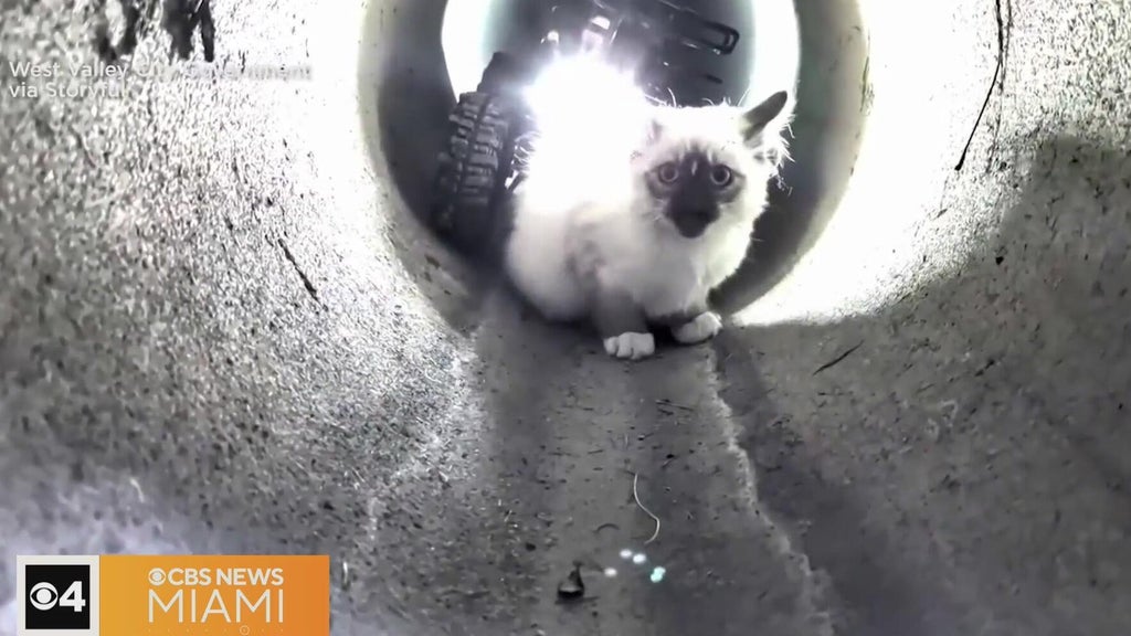 "R2-D2" robot rescues kitten trapped in Utah drain pipe — CBS Miami, Jupiter Community news