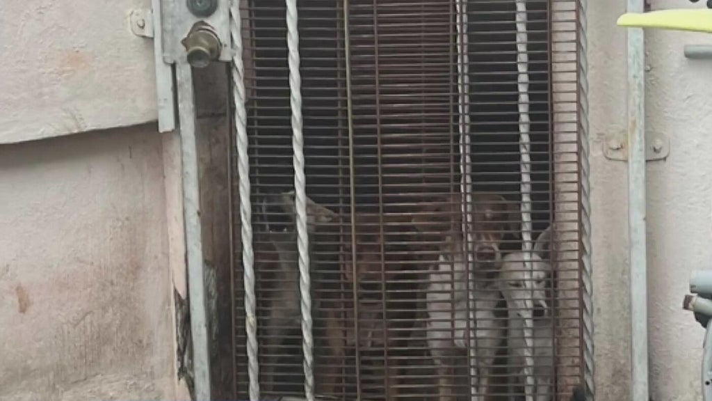 Miami Beach man arrested after 19 dogs, elderly woman found living in deplorable conditions, police say — Jupiter Real Estate news