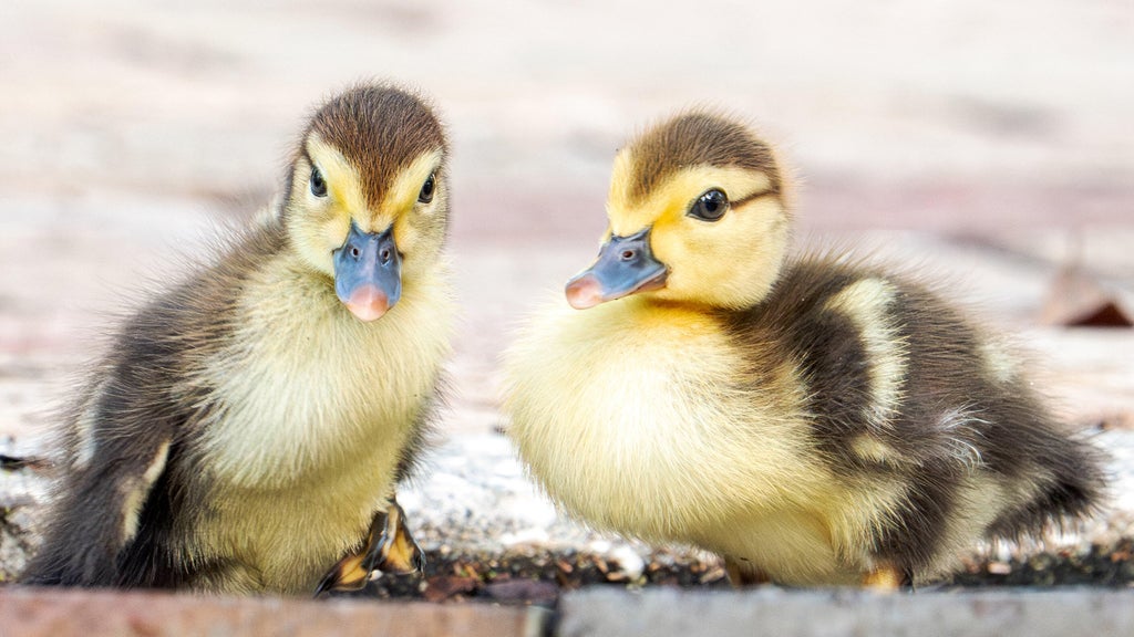 Florida woman intentionally ran over, killed 11 ducklings for making "mess in her yard," sheriff's office says — CBS Miami, Jupiter Community news