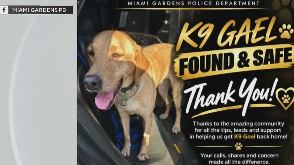 Missing Miami Gardens Police K-9 found safe in Hollywood after search — CBS Miami, Jupiter Community news
