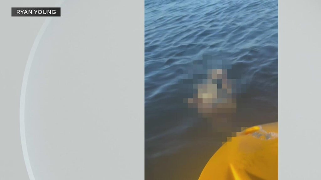Police investigate after a dog was found underwater tied to cinder blocks in Miami — CBS Miami, Jupiter Government news