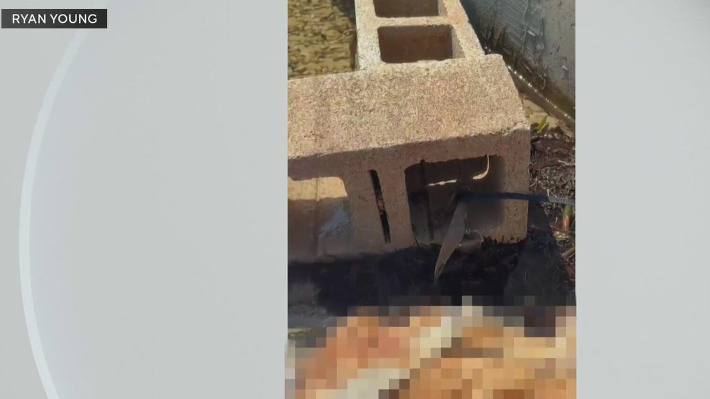 Outrage grows after dog found dead underwater tied to cinder blocks in Miami — CBS Miami, Jupiter Government news