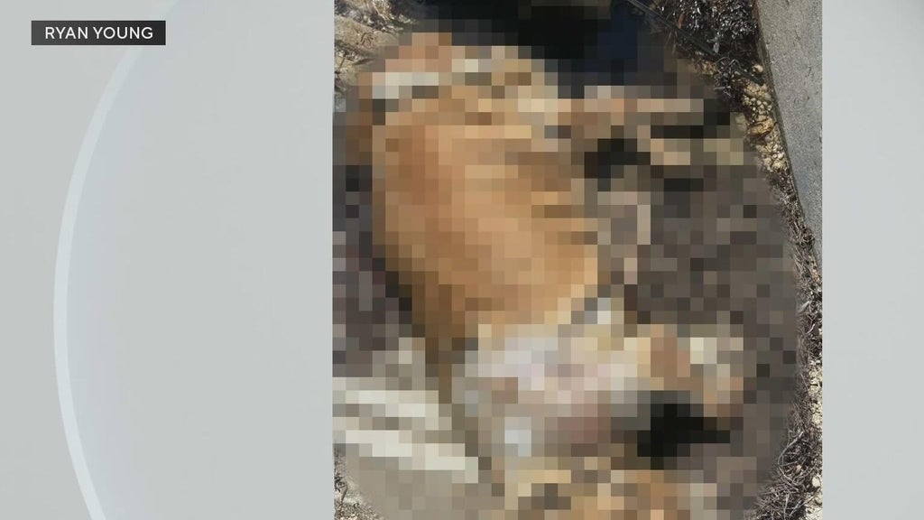Dog owners react to dead dog found tied to cinder blocks underwater on Coconut Grove marina — CBS Miami, Jupiter Community news