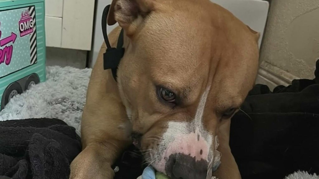 Teen girl remains hospitalized after dog attack in northwest Miami-Dade; owner surrenders pit bull — CBS Miami, Jupiter Health news