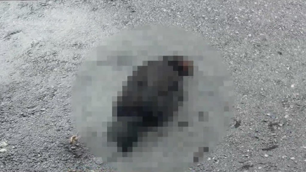 Hialeah doctor reports six dead chickens outside medical office building; cause is unknown — Jupiter Health news