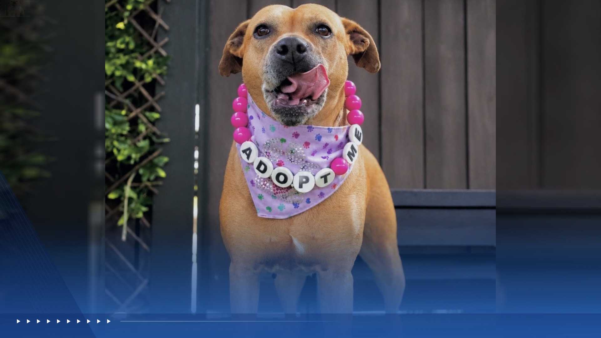 WPBF to the Rescue: Helping animals find forever homes — WPBF West Palm Beach