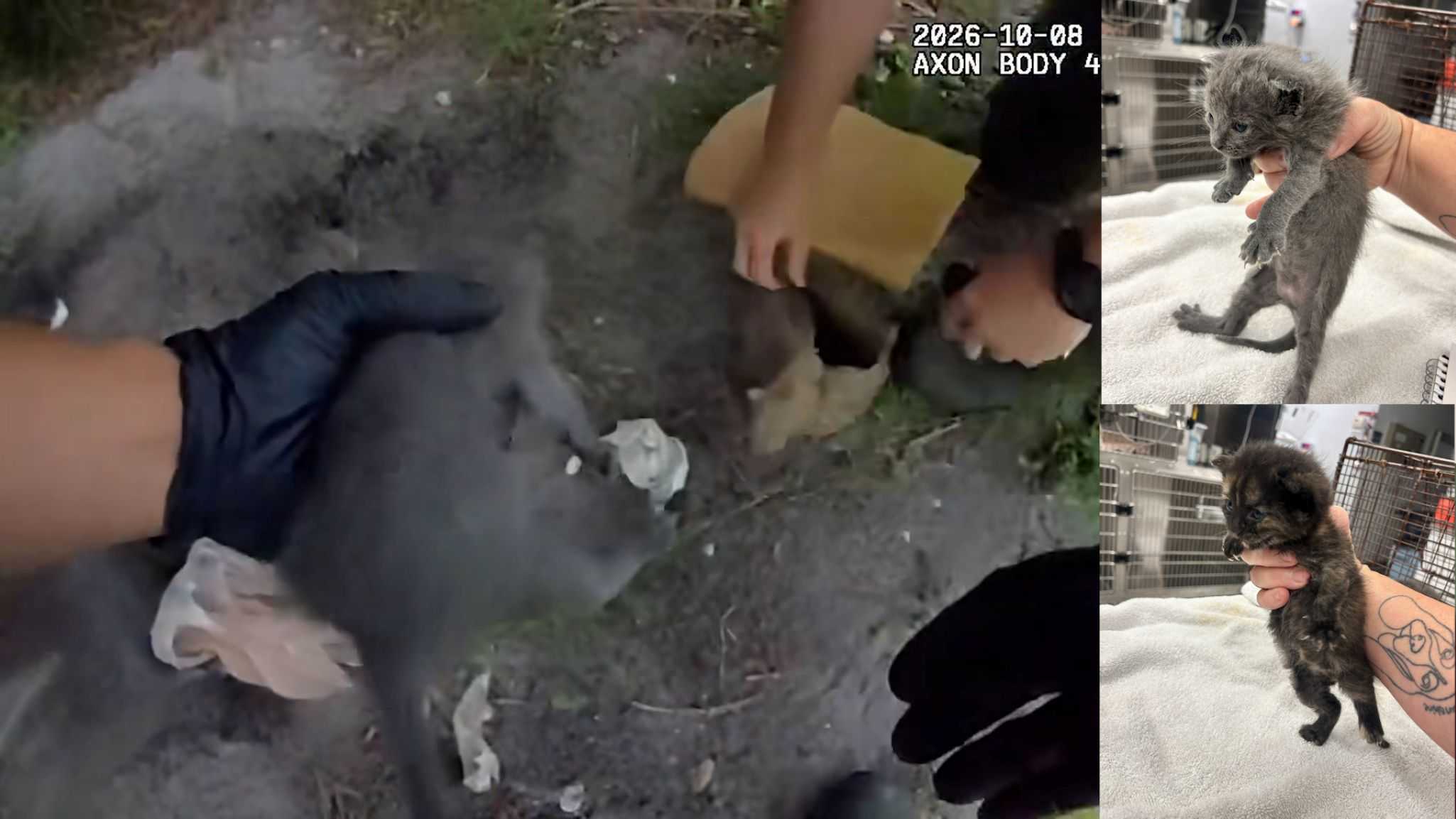 Chilling body cam shows Florida deputies digging up kittens buried alive — WPBF West Palm Beach, Jupiter Community news