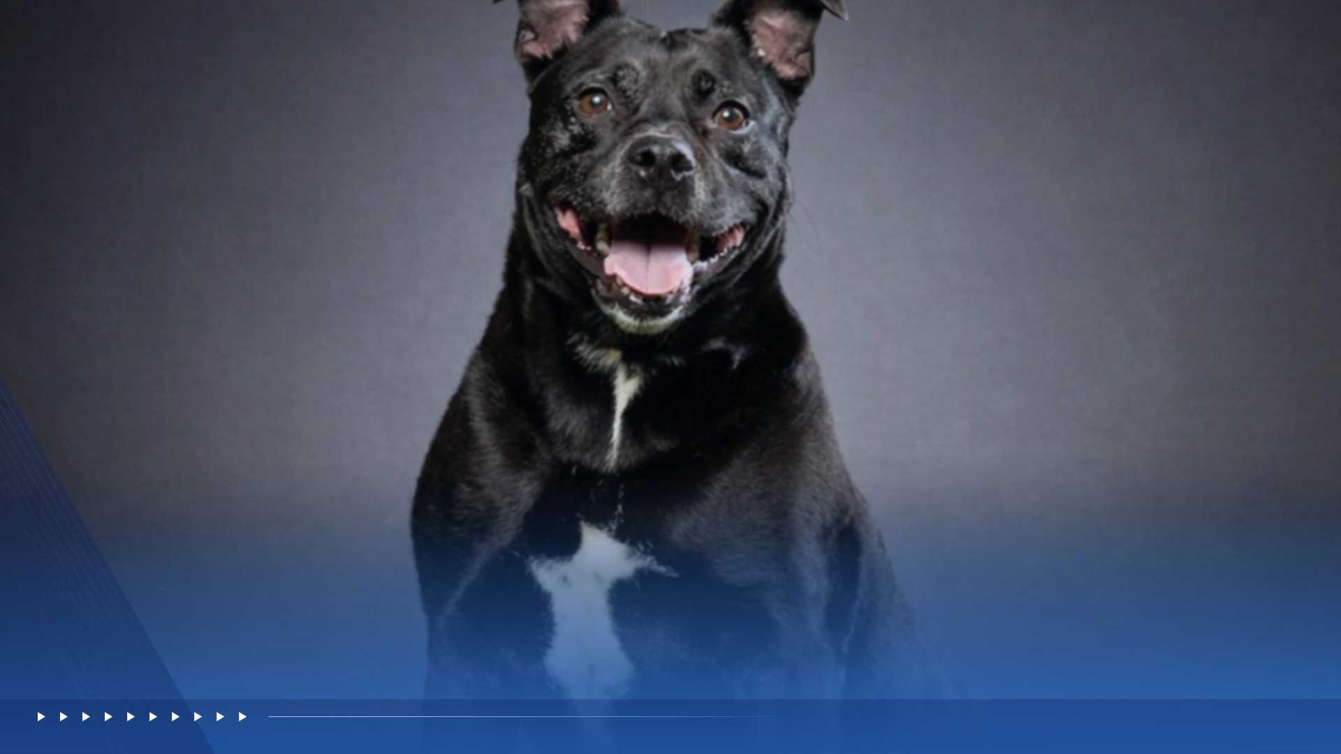 WPBF to the Rescue: Helping animals find forever homes — Jupiter Community news