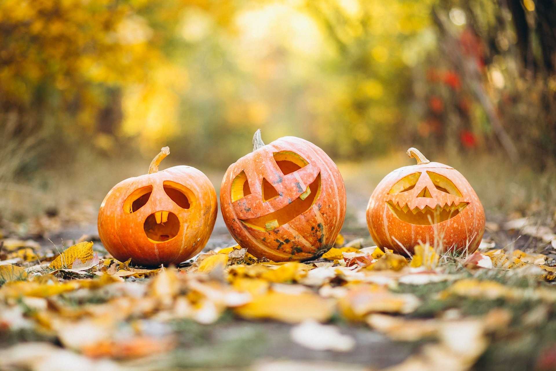 Rock N' Fall Festival in Royal Palm Beach Oct. 23-24 — WPBF West Palm Beach, Jupiter Arts news