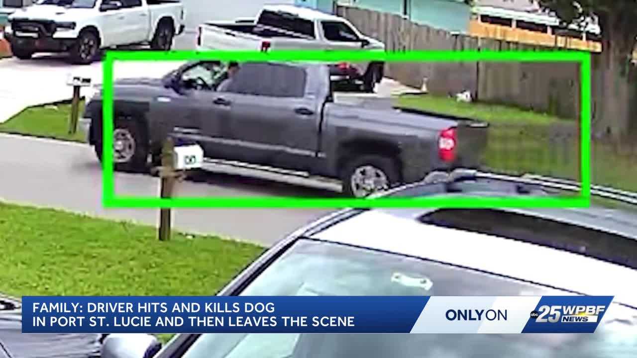 Port St. Lucie family demands answers after dog killed in hit-and-run — WPBF West Palm Beach, Jupiter Schools news
