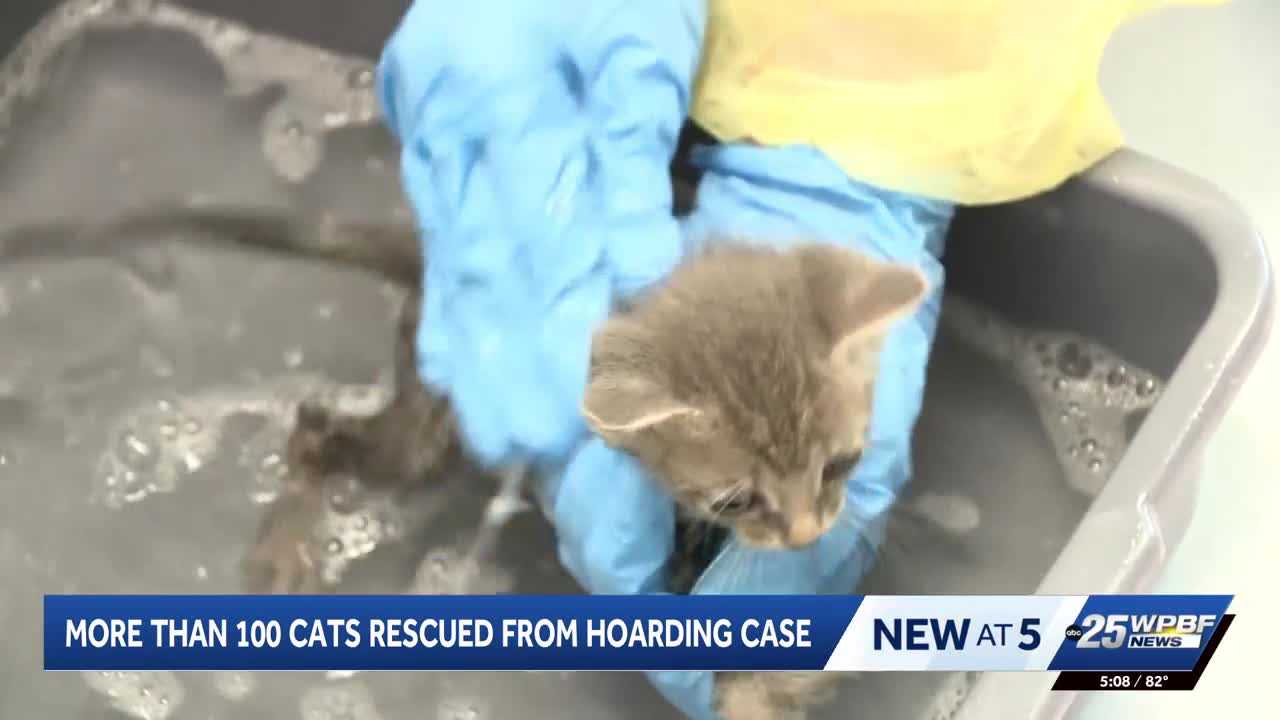 More than 100 cats rescued from hoarding situation in Port St. Lucie — WPBF West Palm Beach, Jupiter Health news